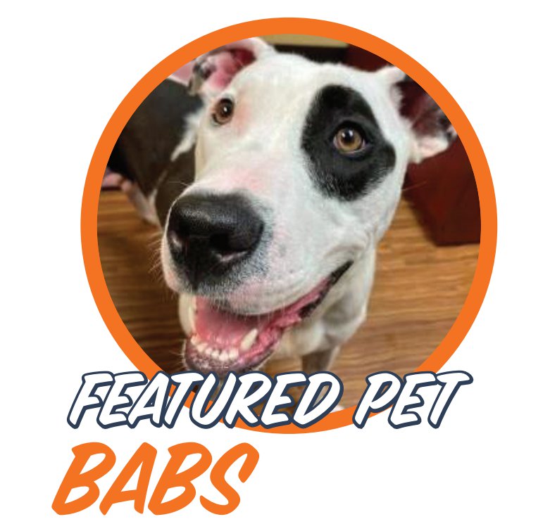featuredpetbabs.png